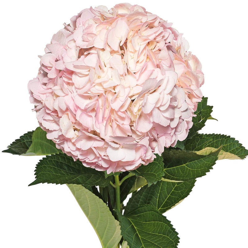 Hydrangea Pink – Bulk and Wholesale