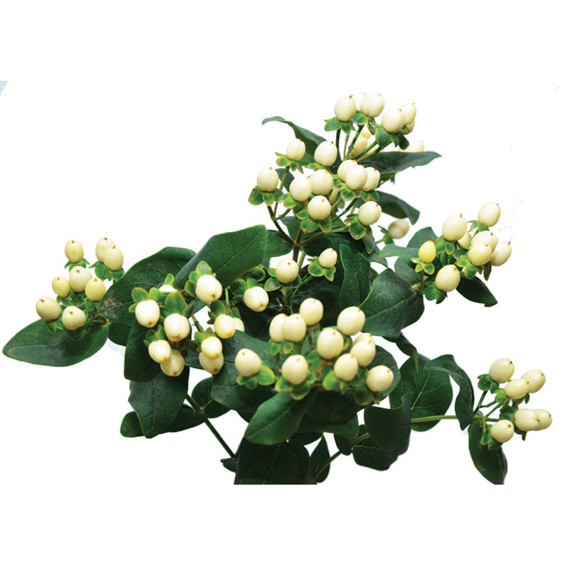 Hypericum Berries White – Bulk and Wholesale