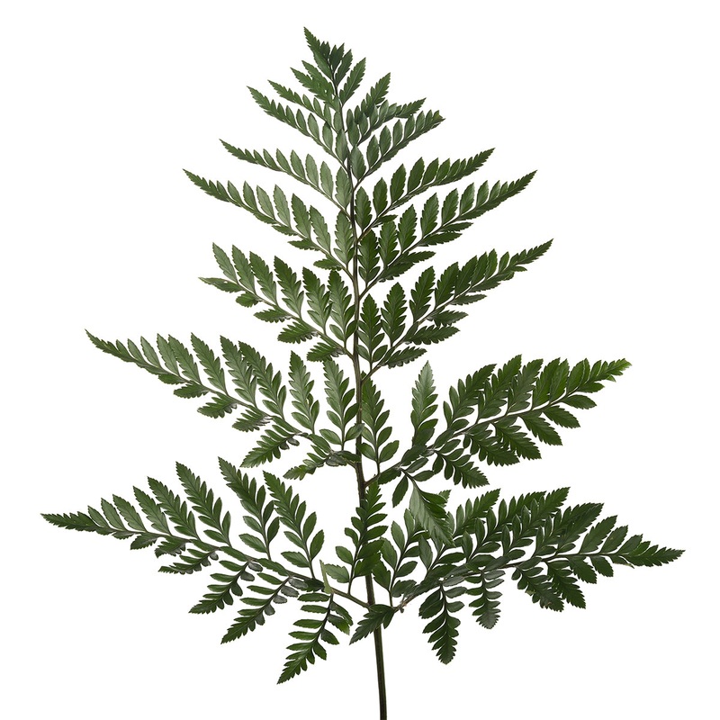 Leather leaf – Bulk and Wholesale