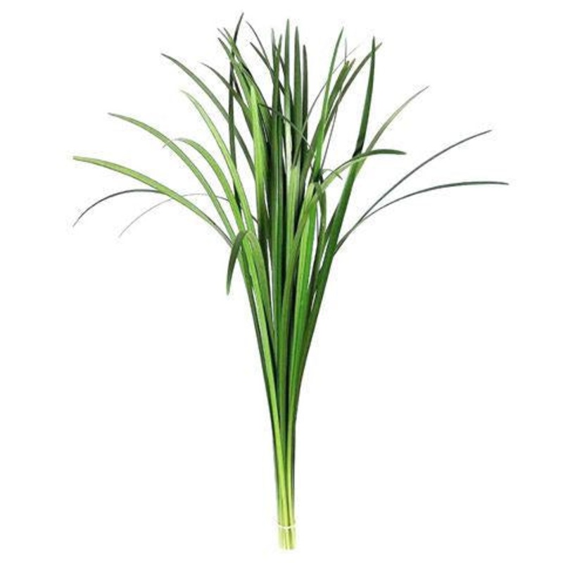 Lily Grass – Bulk and Wholesale
