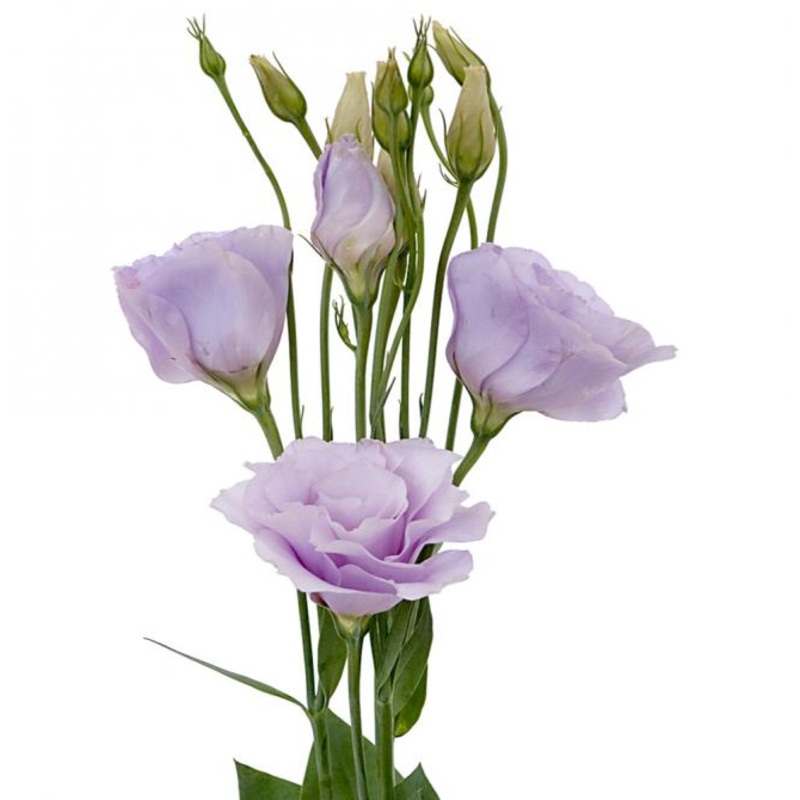 Lisianthus Lavender – Bulk and Wholesale