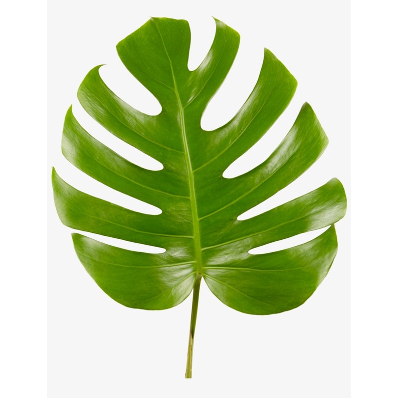 Monstera – Bulk and Wholesale-1 Stem & 5 stems