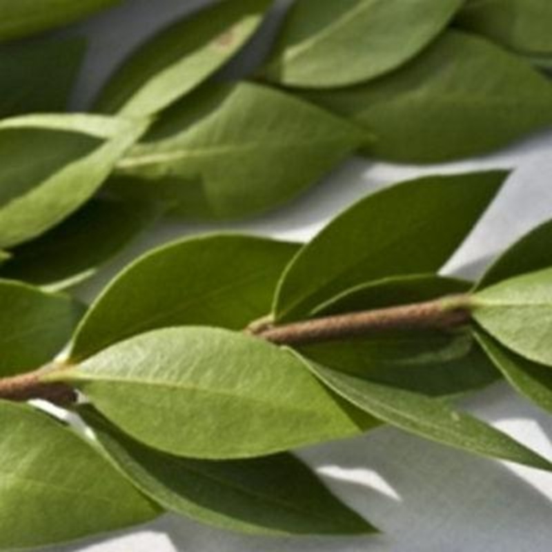 Myrtle – Bulk and Wholesale-1 Stem & 10 Stems