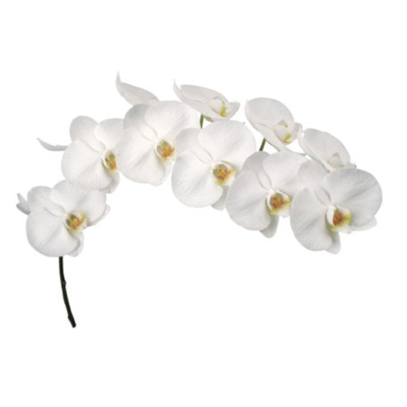 Orchid Phalaenopsis-1 Stem & 10 Stems