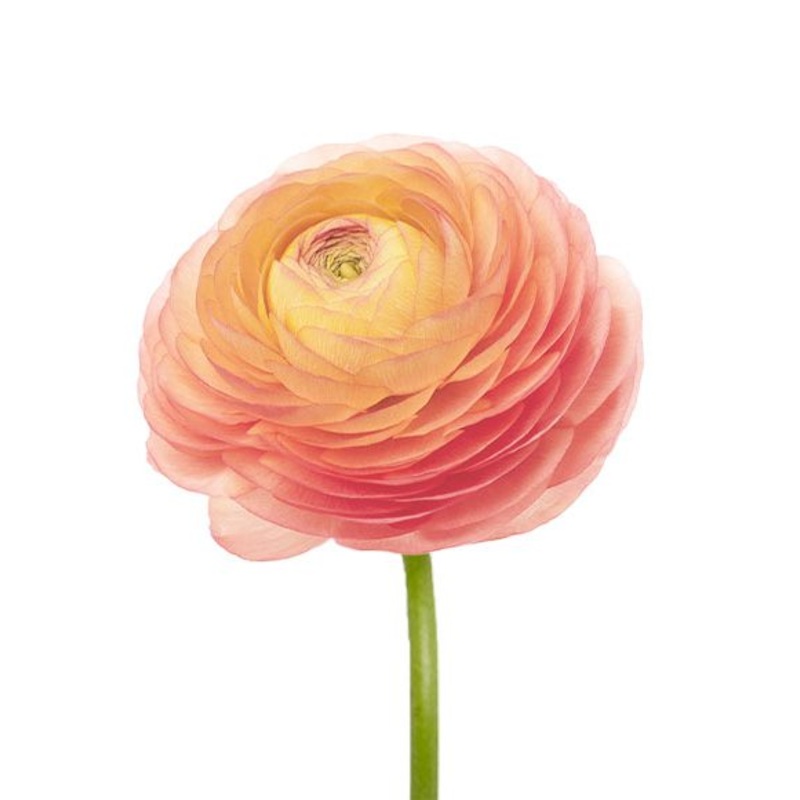 Peach Ranunculus-1 Stem & 20 Stems