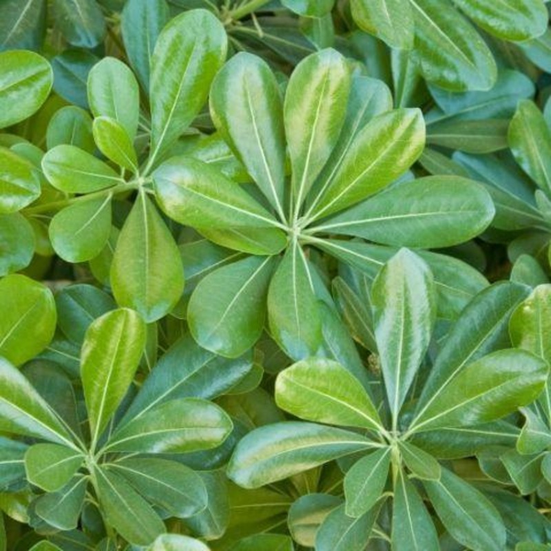 Pittosporum – Bulk and Wholesale