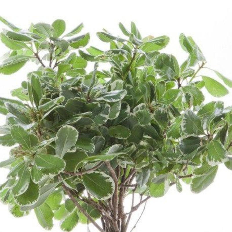 Pittosporum Variegated – Bulk and Wholesale