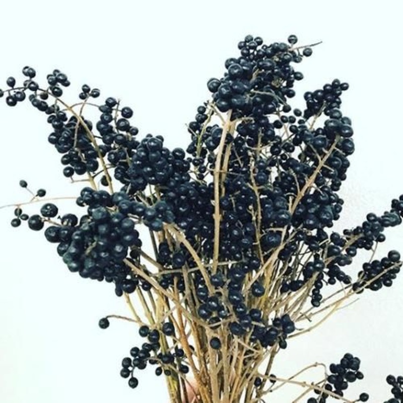 Privet Berry-1 Stem & 20 Stems