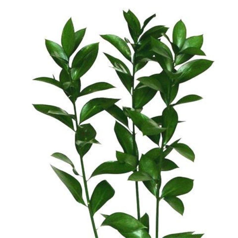 Ruscus Israeli – Bulk and Wholesale