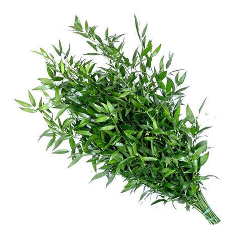 Ruscus Italian – Bulk and Wholesale