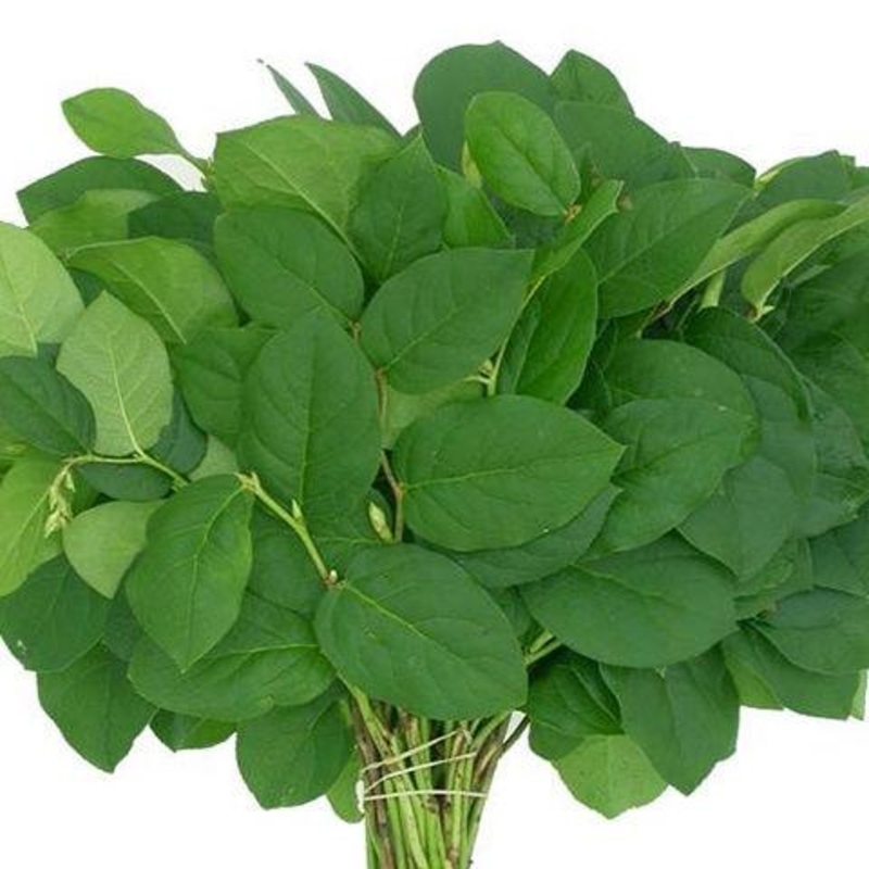 Salal – Bulk and Wholesale-1 Stem & 10 Stems