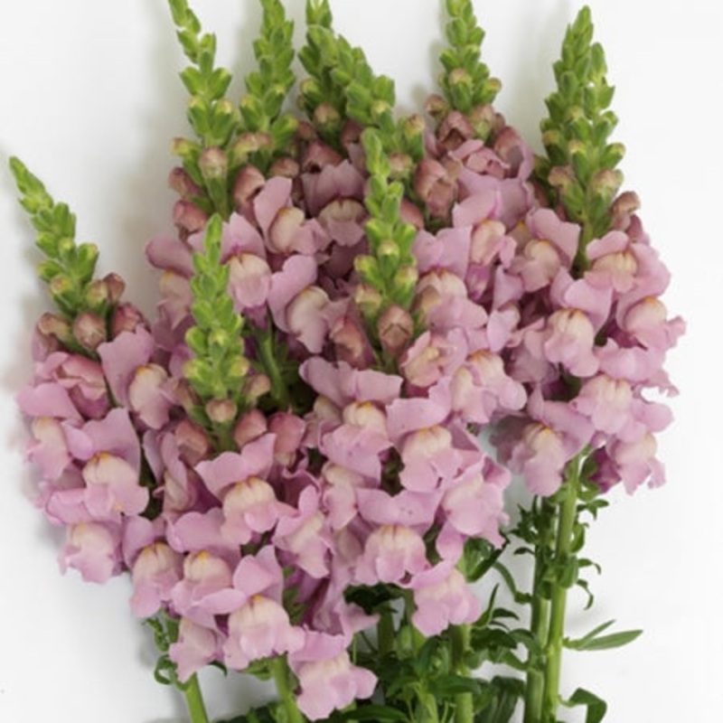 Snapdragons Lavender – Bulk and Wholesale