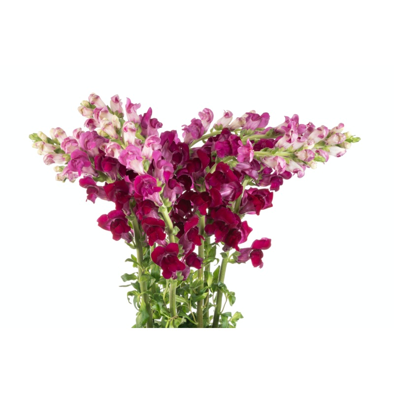 Snapdragons Purple – Bulk and Wholesale