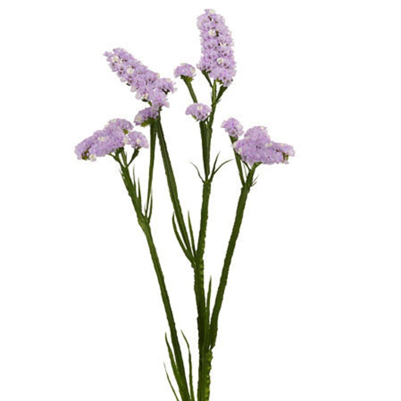 Statice Lavender – Bulk and Wholesale