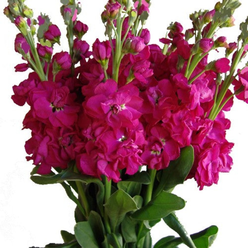 Stock Hot Pink – Bulk and Wholesale