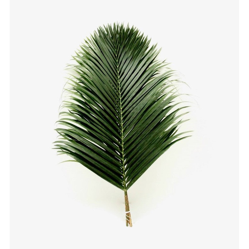 Teepee Palm – Bulk and Wholesale