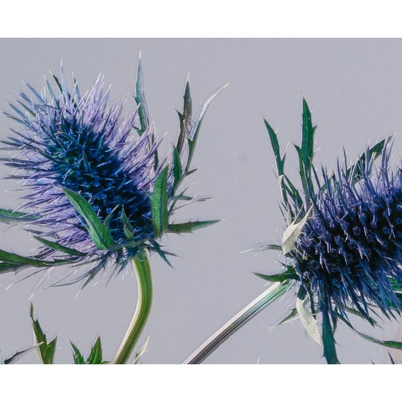 Thistle Blue-1 Stem & 20 Stems