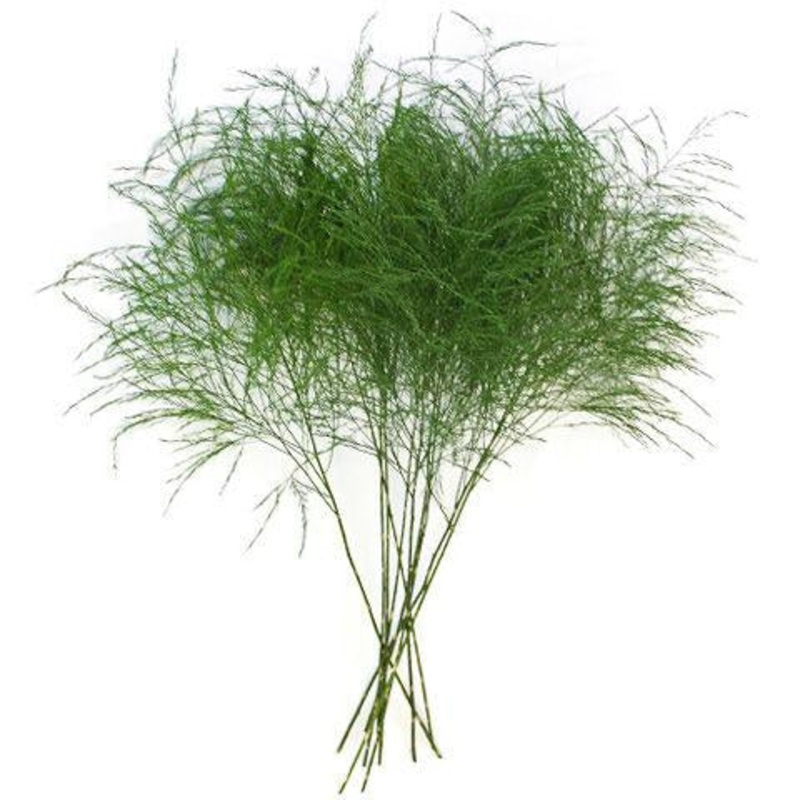 Tree Fern – Bulk and Wholesale