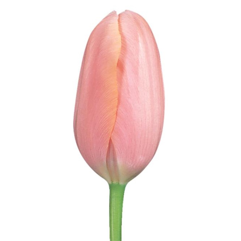 Tulip Peach – Bulk and Wholesale