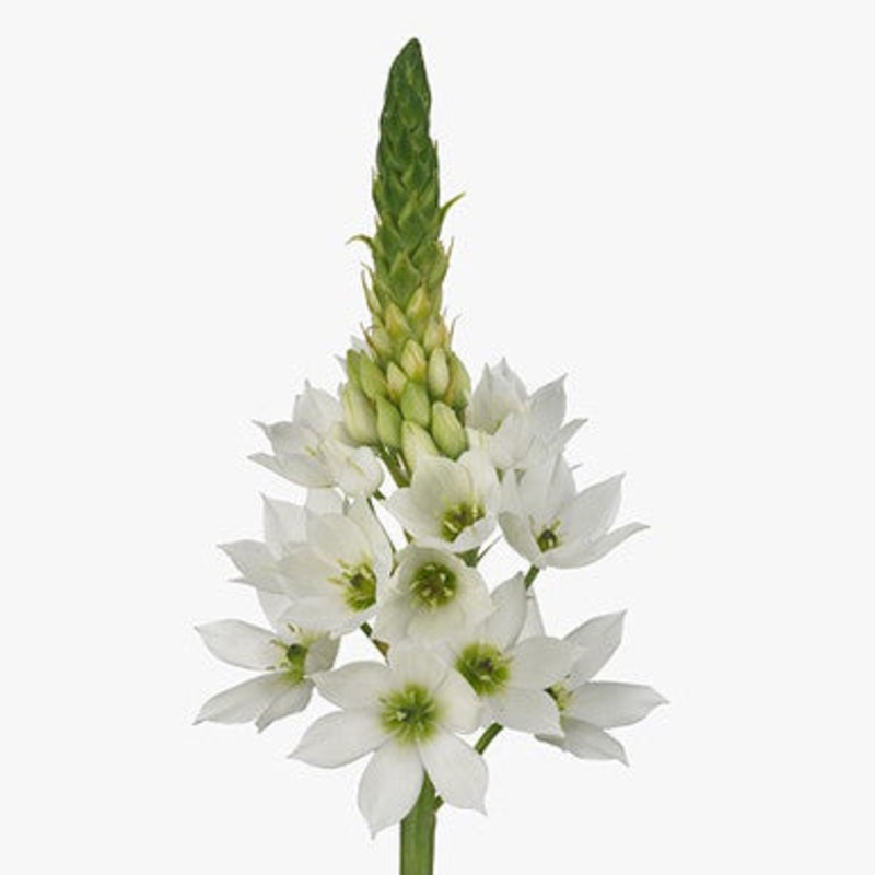 White Ornithogalum-1 Stem & 20 Stems