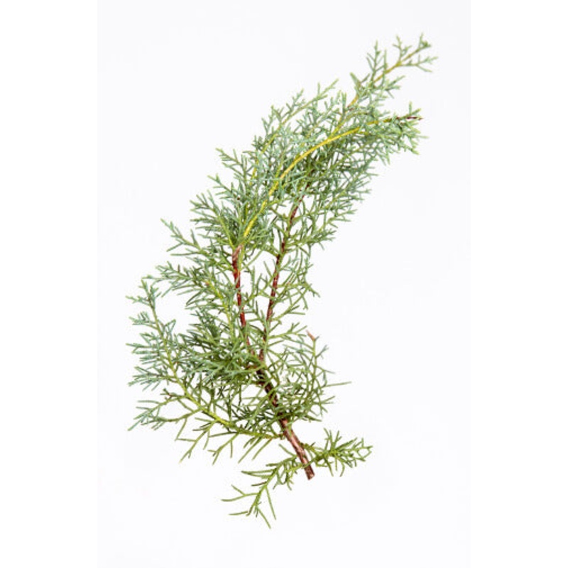 Carolina Saphire – Bulk and Wholesale