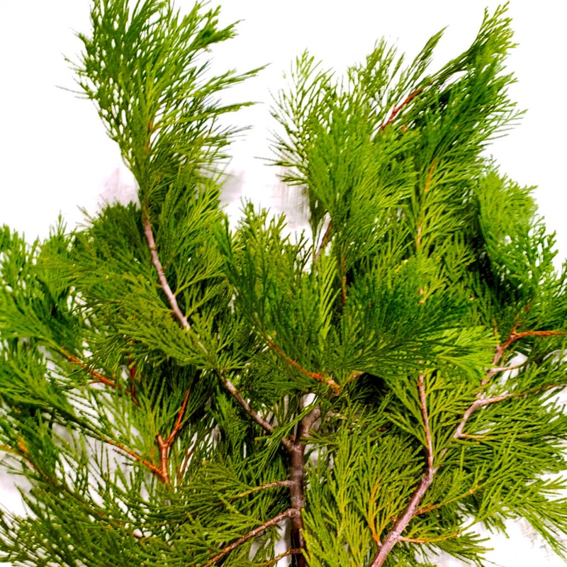 Cedar – Bulk and Wholesale-1 Stem & 5 Stems