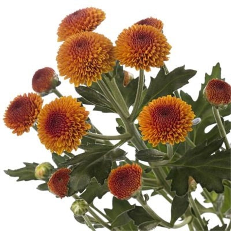 Chrysanthemum Button Copper – Bulk and Wholesale