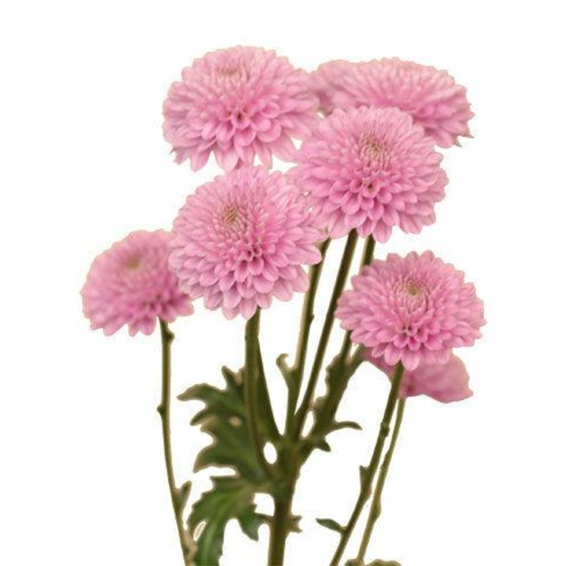 Chrysanthemum Button Lavender – Bulk and Wholesale