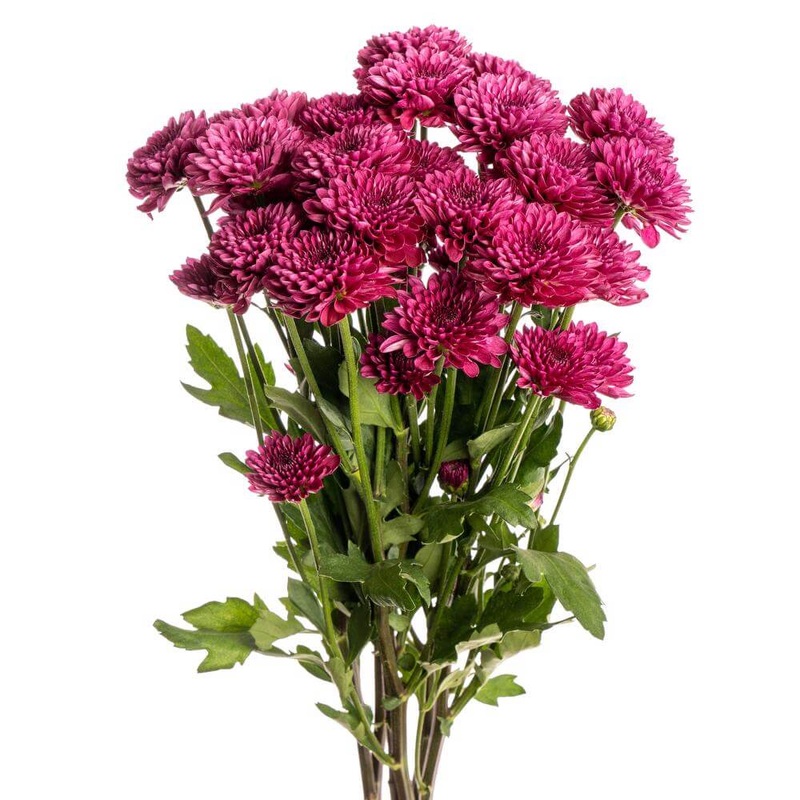 Chrysanthemum Button Purple – Bulk and Wholesale