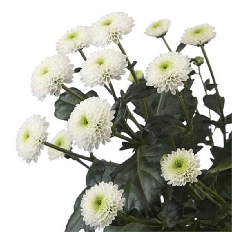 Chrysanthemum Button White – Bulk and Wholesale