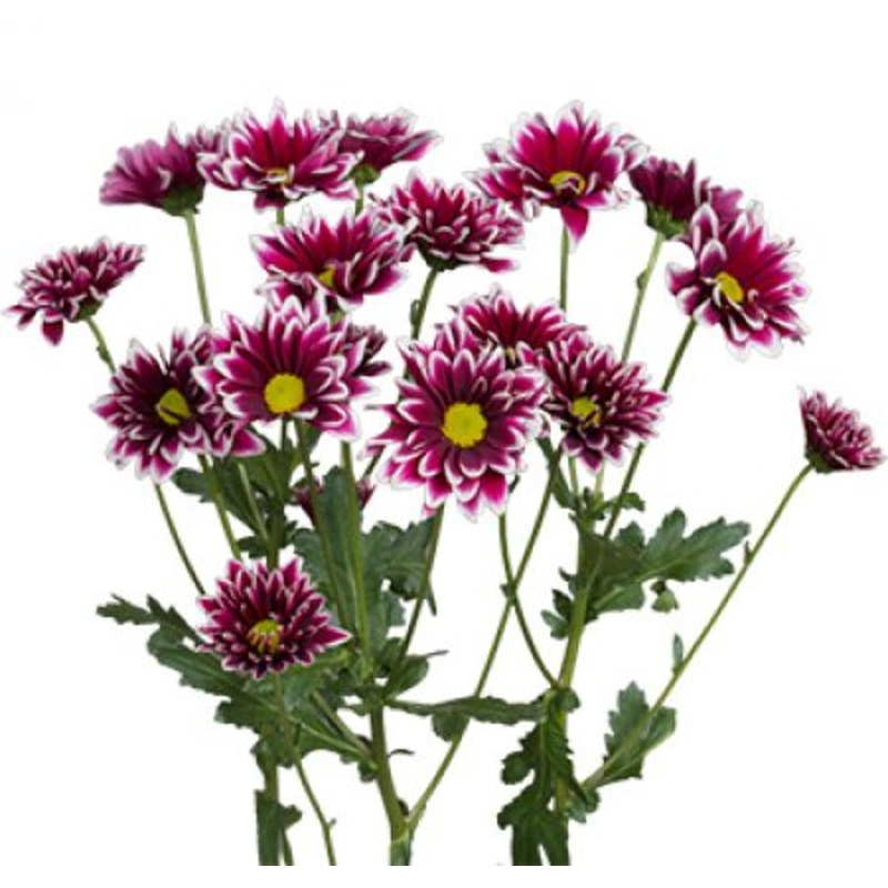 Chrysanthemum Daisy Dark Purple – Bulk and Wholesale