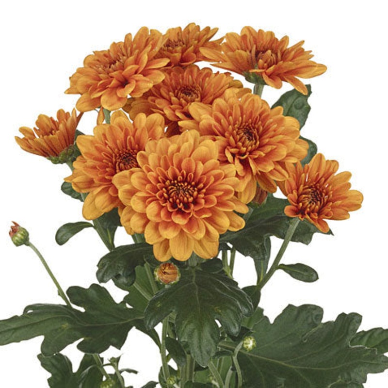 Chrysanthemum Flat Cushion Copper – Bulk and Wholesale
