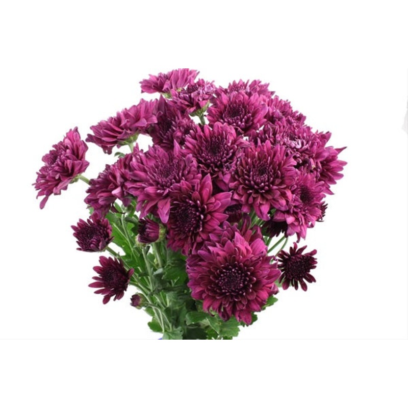 Chrysanthemum Flat Cushion Purple – Bulk and Wholesale