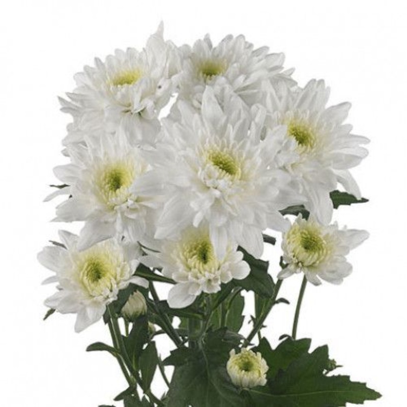 Chrysanthemum Flat Cushion White – Bulk and Wholesale