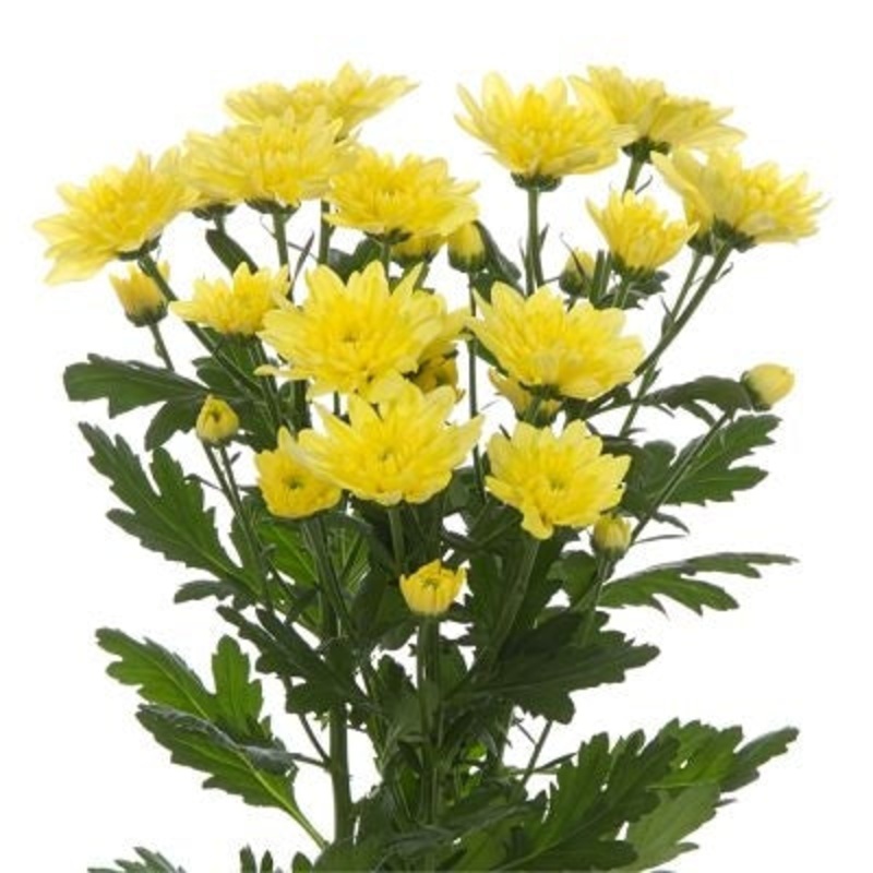 Chrysanthemum Flat Cushion Yellow – Bulk and Wholesale