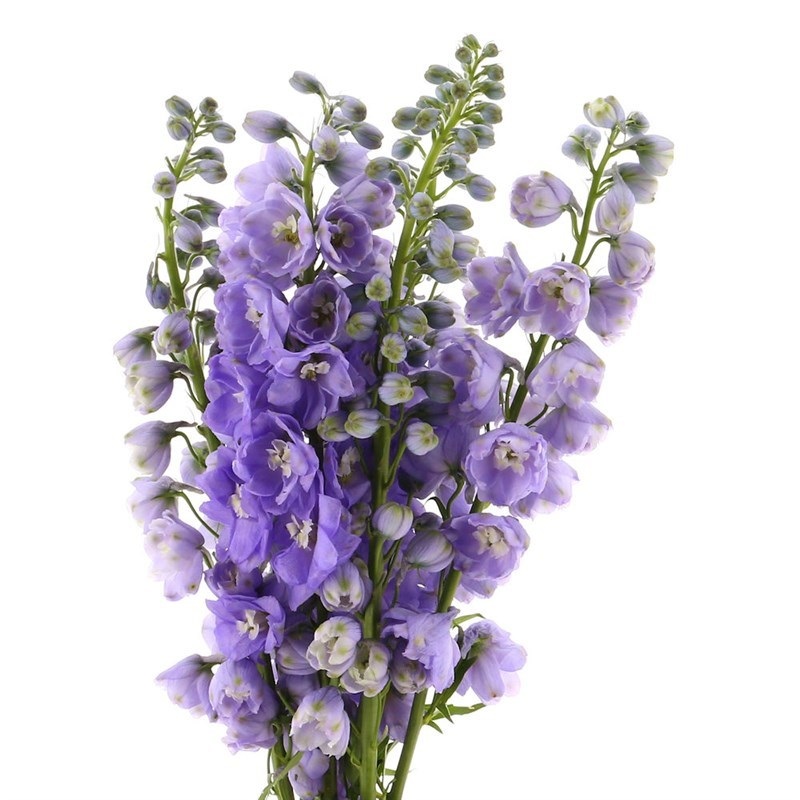 Delphinium Lavender – Bulk and Wholesale