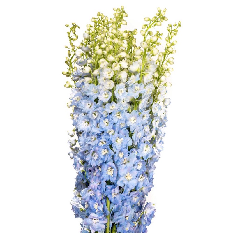Delphinium Light Blue – Bulk and Wholesale