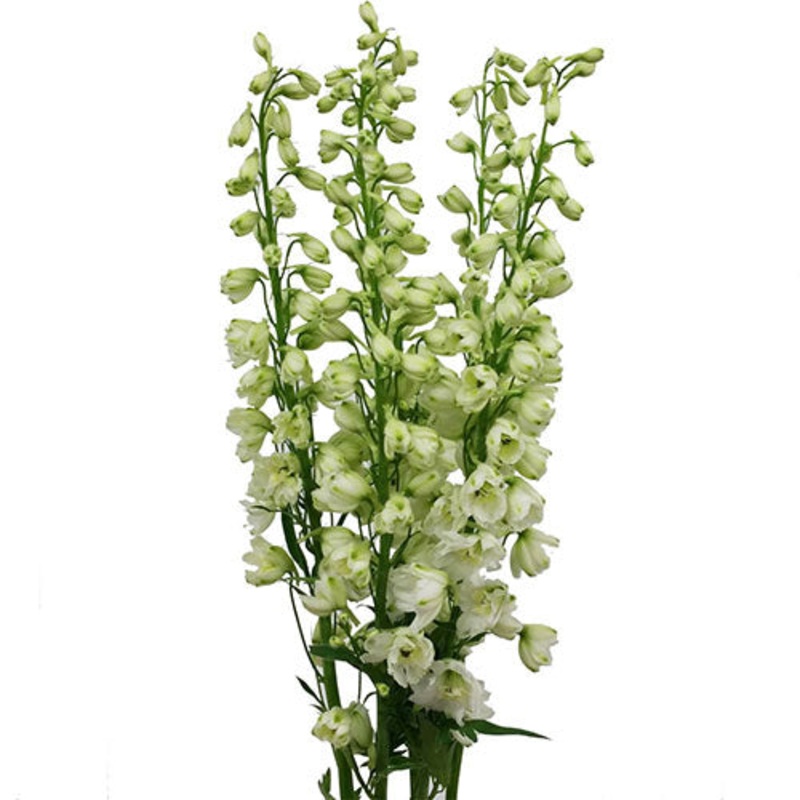 Delphinium White – Bulk and Wholesale