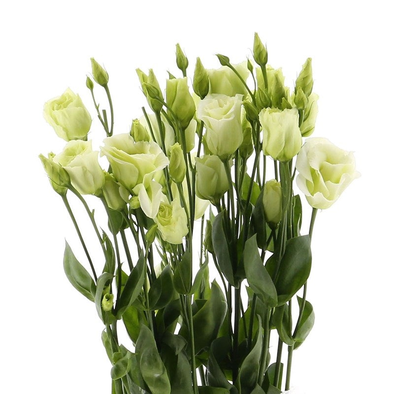 Lisianthus Green – Bulk and Wholesale