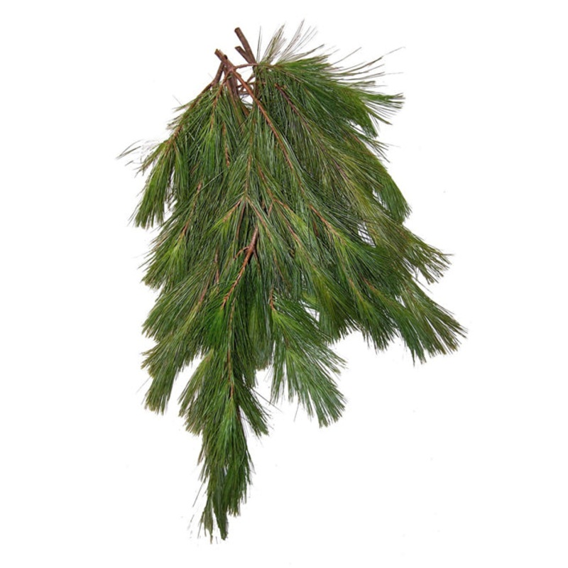 Long Needle Pine – Bulk and Wholesale