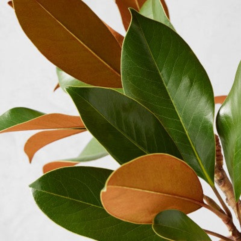 Magnolia Leaves – Bulk and Wholesale