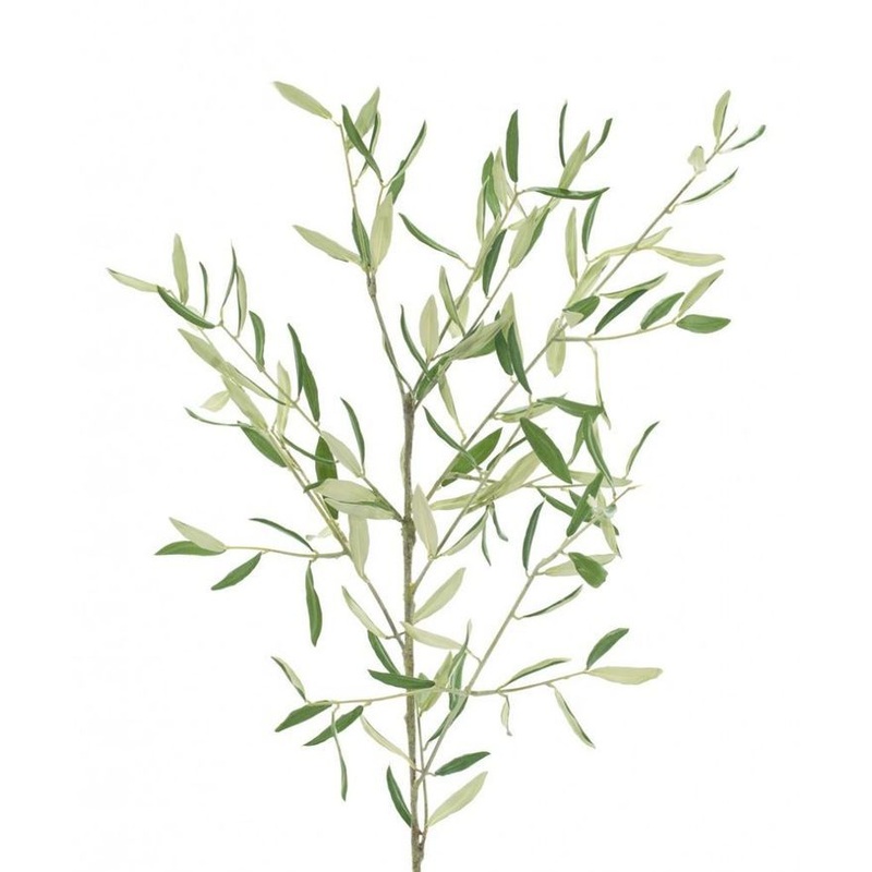 Olive Branch – Bulk and Wholesale