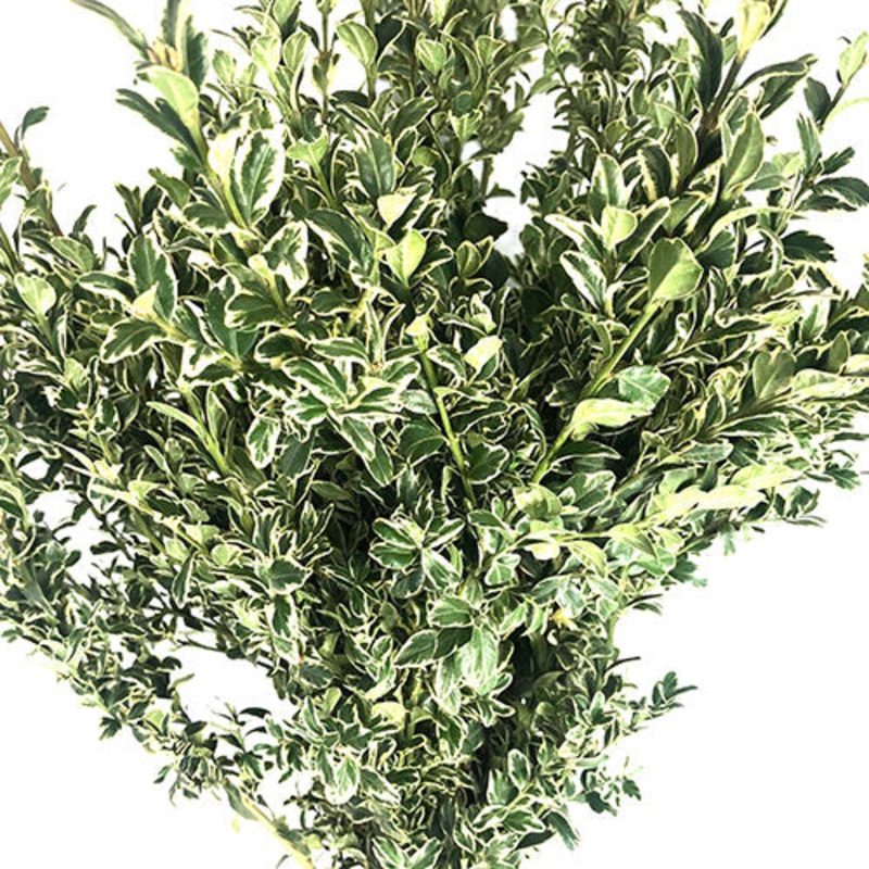 Oregonia – Bulk and Wholesale-1 Stem & 5 Stems