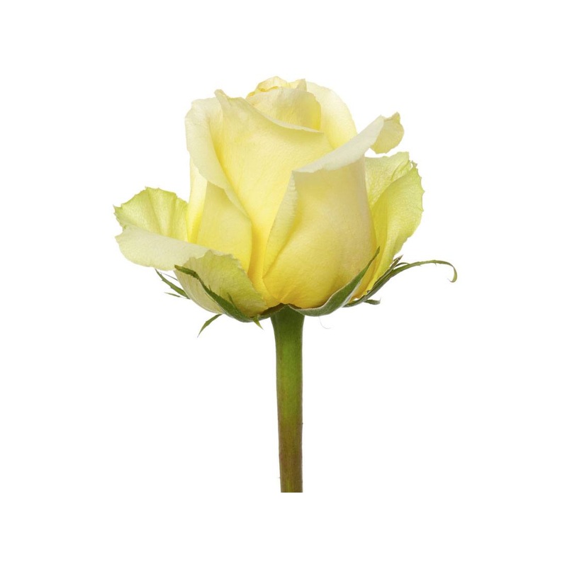 Rose Light Yellow – Bulk and Wholesale
