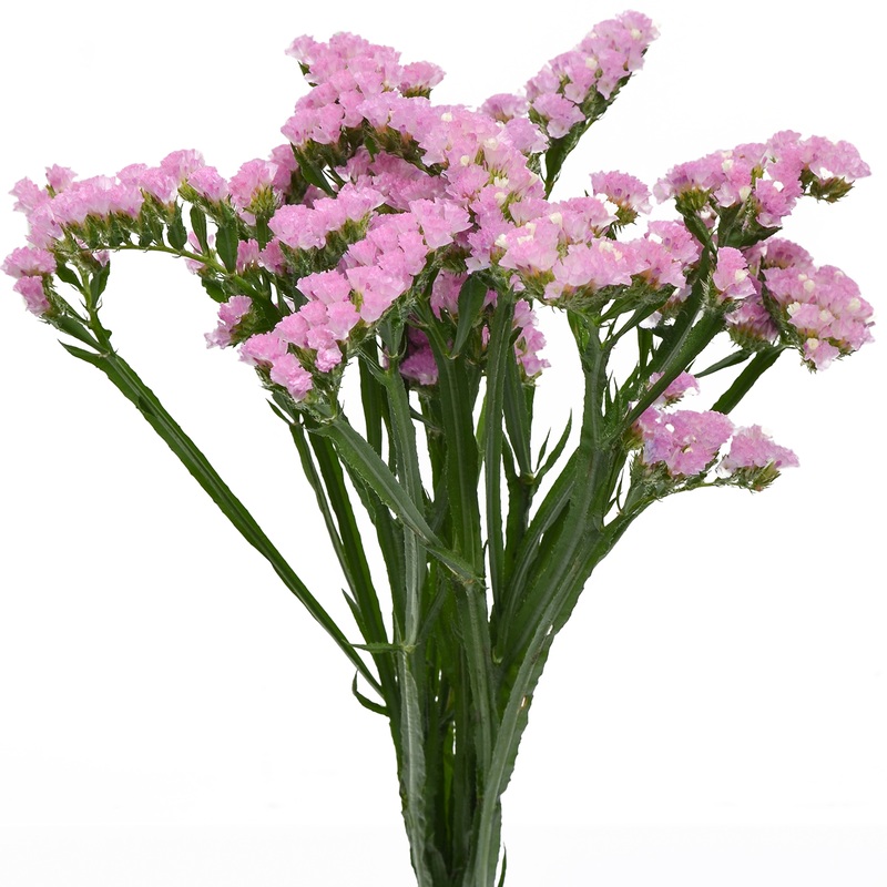 Statice Pink – Bulk and Wholesale