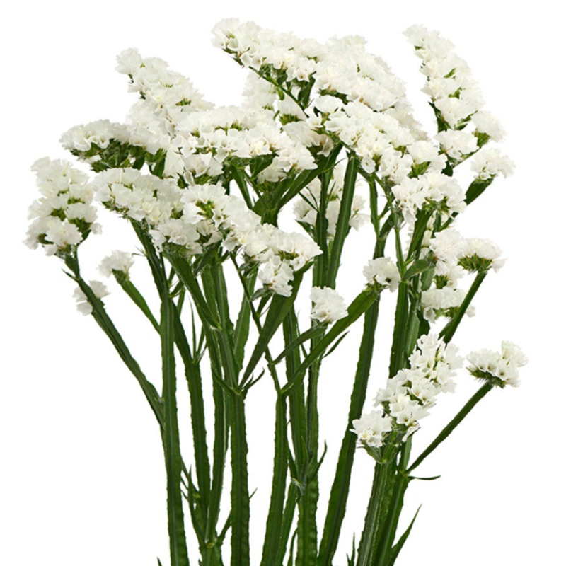 Statice White – Bulk and Wholesale