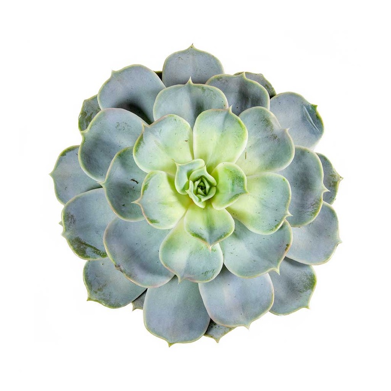 Succulent Large-1 Stem & 10 Stems